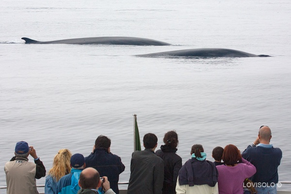 Whale Watching